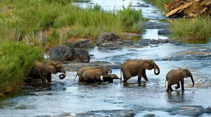 A herd of elephants, including adults and a calf, wade through a shallow, rocky stream within the lush Delta, surrounded by tall grasses. This picturesque scene is a testament to the incredible opportunities for wildlife tourism in the region.