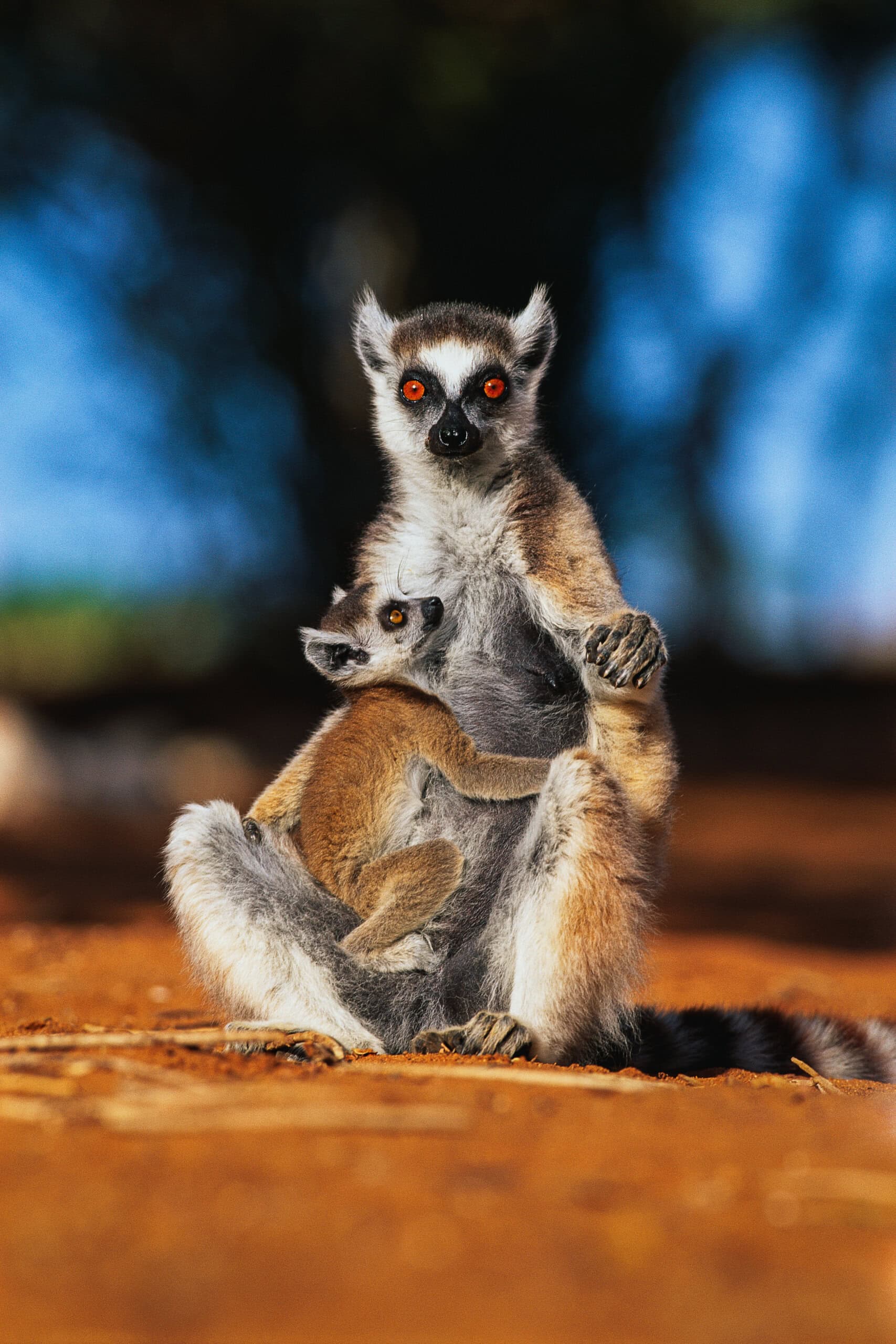 A ring-tailed lemur sits like a jewel in nature's collection, nestled on the reddish-brown ground, cradling its baby against its chest. The blurred background sets the perfect scene for this tender moment.