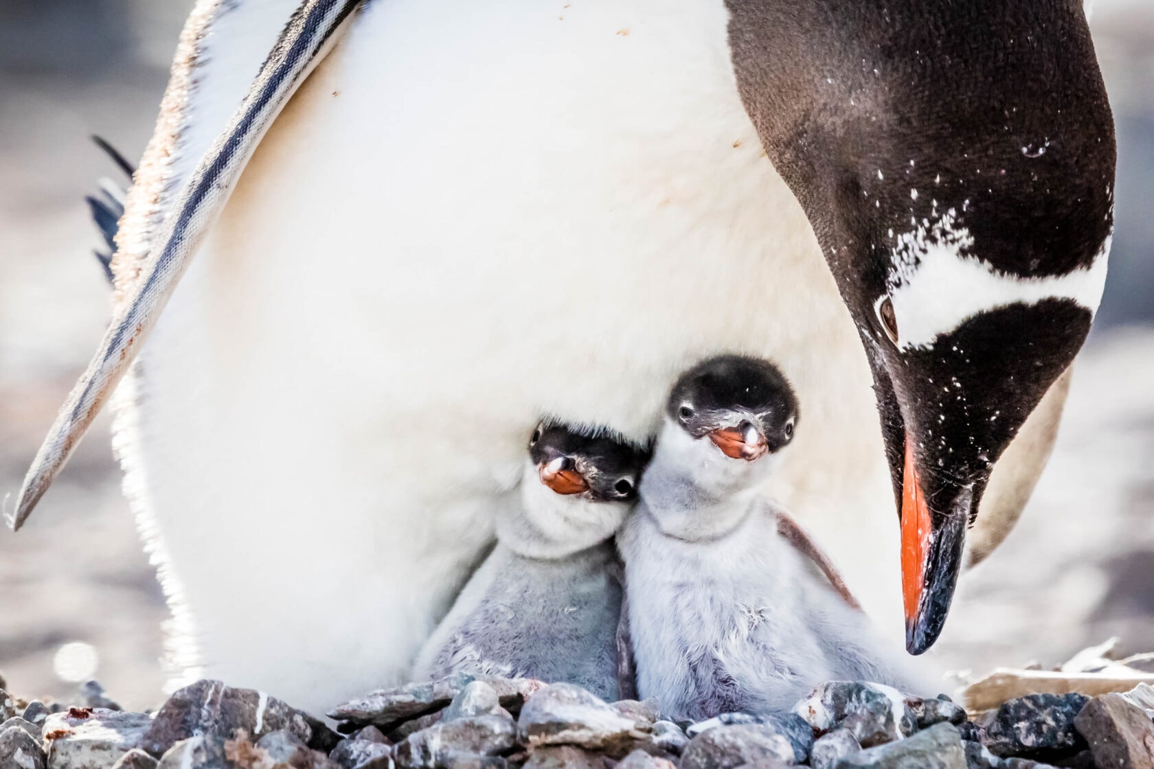 A couple of young gentoo penguins are kept warm by an adult in their nest at the Plenau Island, Lemaire Channel, Antarctica.