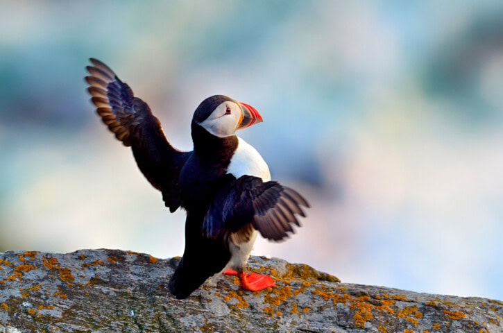 A puffin with orange feet and beak stands on a rock, wings spread open with a blurred background, embodying the charm of Norway's wildlife. This stunning scene captures the essence of travel and tourism in the Nordic landscape.