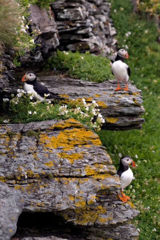 Three puffins stand on mossy rock ledges surrounded by the lush greenery and small white flowers characteristic of Ireland's scenic coastlines.