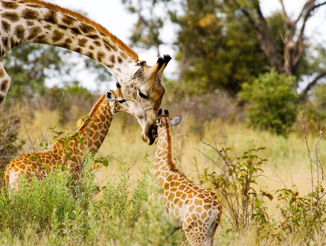 An adult giraffe bends down to touch noses with a giraffe calf, while another calf stands nearby in a grassy, wooded area—a magical moment for any traveler on a safari tour.