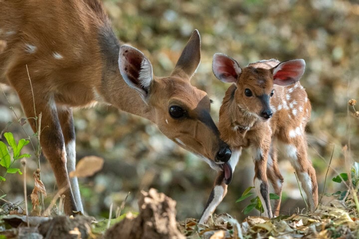 A deer licks the face of its fawn in a forested area with a ground covered in dry leaves, offering a heartwarming sight to those on a hike. The fawn, adorned with small white spots on its coat, adds an extra touch of wonder to the adventure.