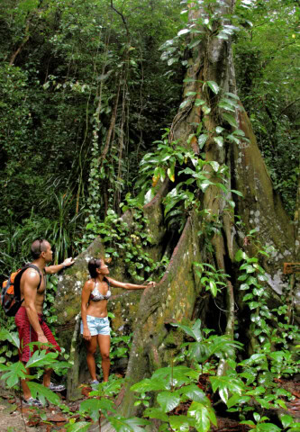 Two people journey through the dense forest of Palau, marveling at a large, ancient tree with extensive roots and climbing plants. The lush greenery and diverse foliage make this Pacific Island an enchanting travel destination.