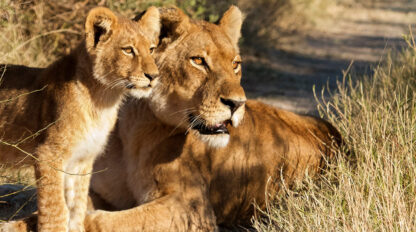 A lioness and her cub are lying on a dirt path in the rich landscape of Botswana, both attentively looking into the distance.