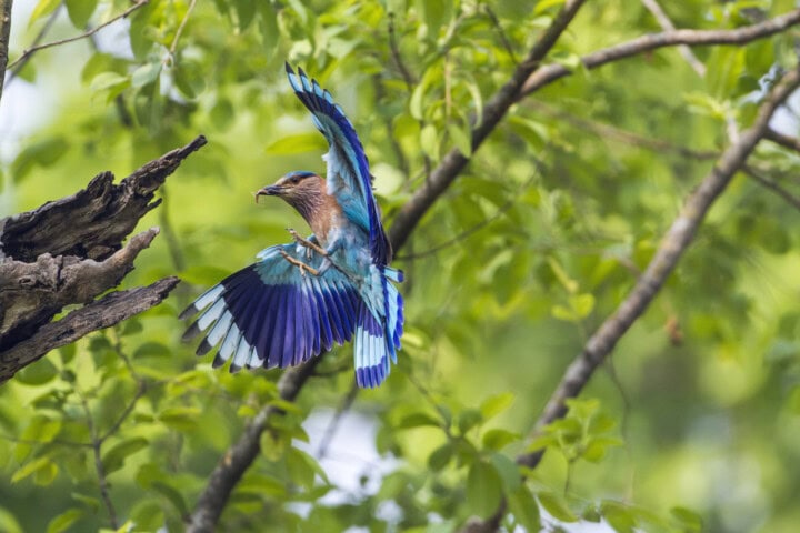 A brightly colored blue and brown bird is in mid-flight, approaching a tree branch surrounded by green leaves in the lush forests of Nepal. The bird has its wings spread wide and is holding an insect in its beak.