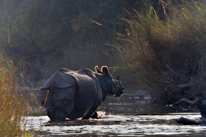 A rhino wades through water in a sunlit, grassy environment in Nepal, heading towards dense vegetation—a picturesque scene perfect for travel enthusiasts exploring the wonders of tourism.