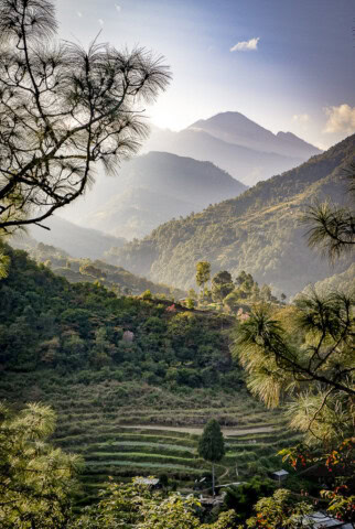 A scenic view of terraced fields and lush green hills with mist-covered mountains in the background, framed by pine tree branches, invites travelers to discover the serene beauty of Bhutan.