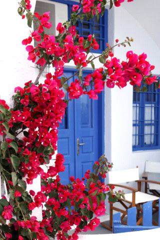 Bright pink bougainvillea flowers frame a white building with a blue door and windows, complemented by white chairs in the foreground, capturing the essence of Greece and inviting travel enthusiasts to explore its beauty.