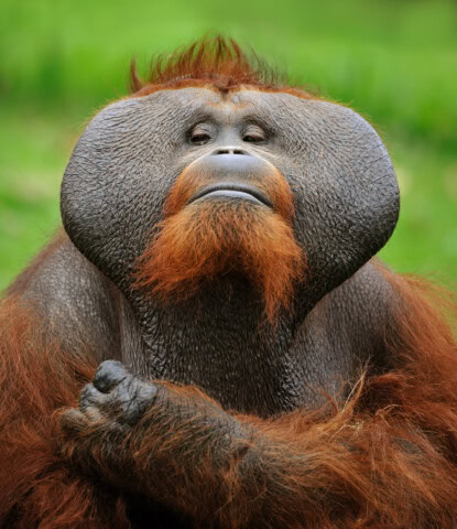A close-up of an orangutan with reddish-brown fur and pronounced cheek pads, sitting with its hands crossed against the lush green foliage of Malaysia.
