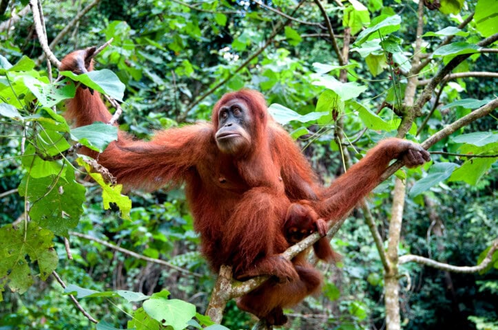 A reddish-brown orangutan with long arms sits on a tree branch surrounded by lush green foliage in a forest in Malaysia.