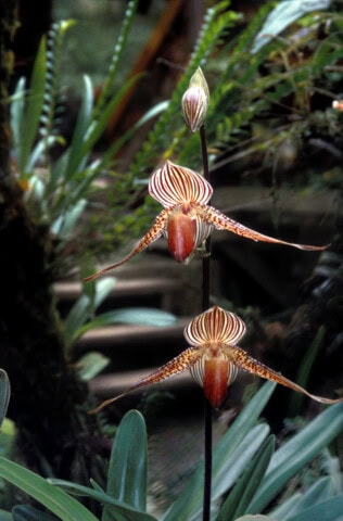 Two striped, maroon and white orchids with pointed petals are in focus, standing on a single dark stem among green foliage, reminiscent of the vibrant flora found in Malaysia.