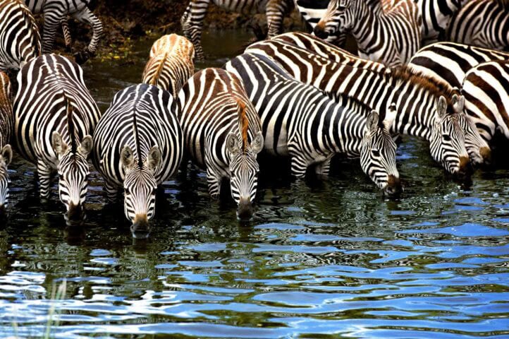 A group of zebras, as if guided by an invisible traveler, drinks water in the serene wilderness.