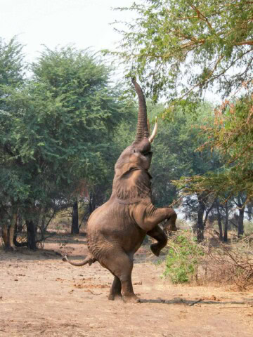 An adventurous traveler witnesses an elephant standing on its hind legs, using its trunk to reach and eat leaves from a tall tree during a forest hike.