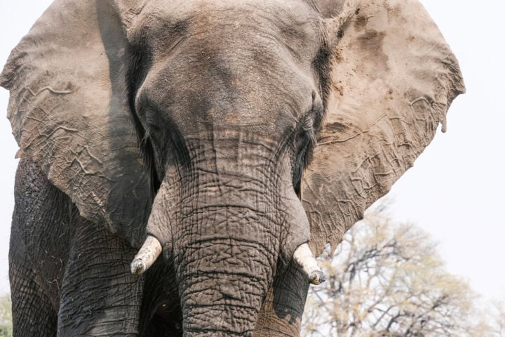 Close-up of an elephant's face and tusks, with a background of blurred trees and sky. The elephant's wrinkled skin and large ears are prominent, showcasing the incredible wildlife that makes Botswana travel so unique.