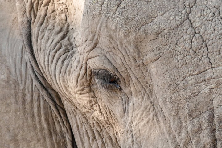 Close-up of an elephant's face in Botswana, emphasizing its eye and the detailed texture of its wrinkled skin—perfect for a travel blog image.