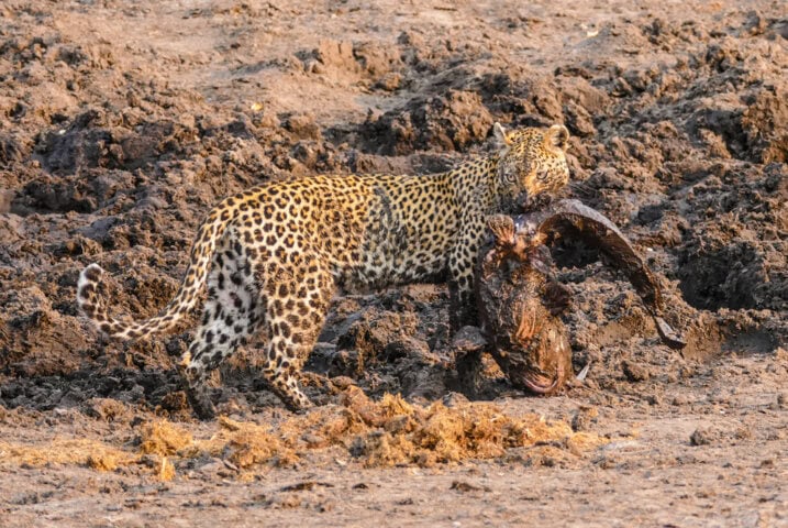 A leopard in Botswana stands on a muddy ground, holding the carcass of a large animal in its mouth, showcasing nature at its best. Perfect for an unforgettable blog post!