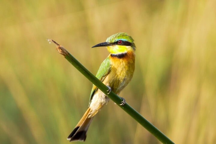 A small green and yellow bird with a long black beak is perched on a slanted twig, set against a blurred background of tall grass—truly one of the Best of Botswana's natural sights.