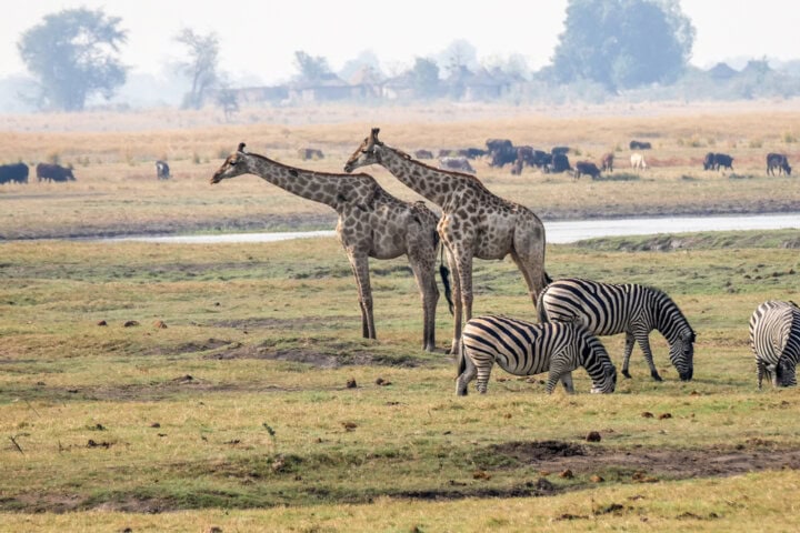 Two giraffes stand near grazing zebras on a grassy plain with a herd of other animals in the background, under a clear sky. It's the best of Botswana's natural beauty on full display.