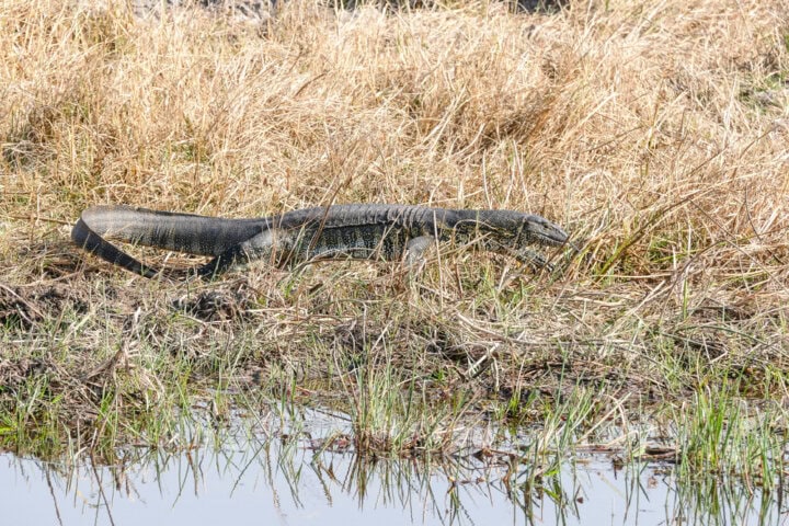 A large monitor lizard crawls through dry grass and reeds near a body of water, showcasing the rugged beauty that makes travel to Botswana an unforgettable adventure.