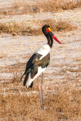 A saddle-billed stork stands majestically in a dry, grassy area of Botswana, showcasing its distinctive black, white, and red plumage along with a striking yellow and red bill—a sight that any travel blogger would eagerly capture.