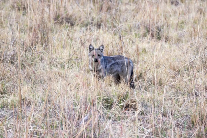 A gray fox stands in the dry grass of Botswana, looking towards the camera with a neutral expression—an image worthy of any nature blog.