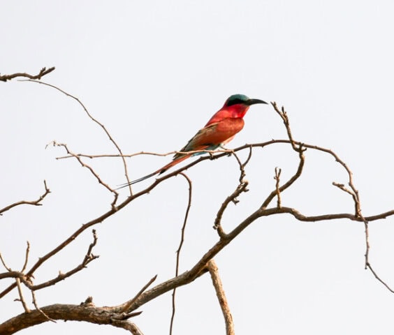 A vibrantly colored bird with a red body and blue-green head perches on a bare branch against a light grey sky, capturing the essence of Botswana's natural beauty—a perfect addition to any travel blog.