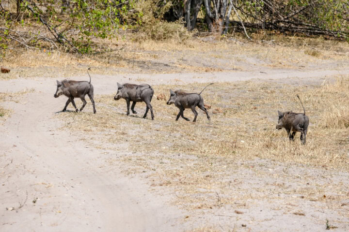 Four warthogs walk in a line on dry, sandy terrain with sparse vegetation in the background—a scene straight out of the best of Botswana for any avid travel blog.