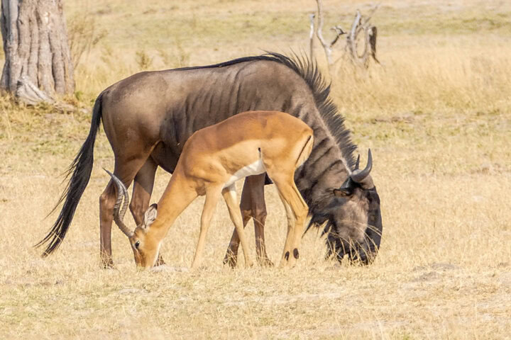 A wildebeest and an impala graze together on dry grass in an open field with sparse trees in the background, showcasing the Best of Botswana.