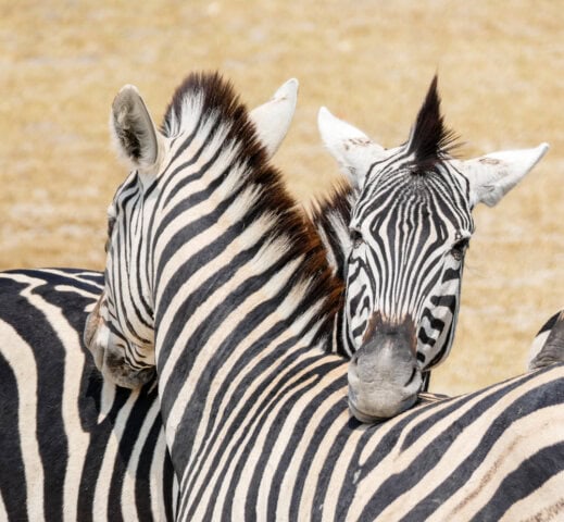 Three zebras standing close together with one zebra's head resting on another's back. They have black and white stripes and are facing different directions against a dry, beige background. Perfect for a travel blog about adventures in Botswana.