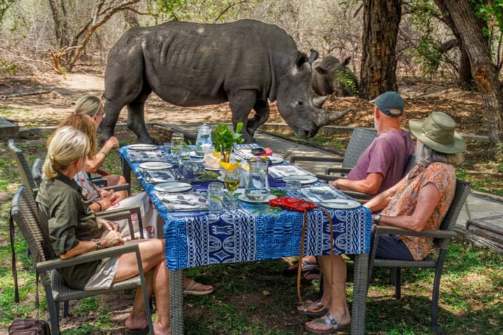 Four people sit at an outdoor dining table set for a meal, enjoying an adventure as a rhinoceros strolls nearby in the wooded area.