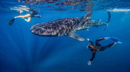 In July, two scuba divers gracefully swim near a majestic whale shark in the clear blue waters of Cenderawasih Bay.