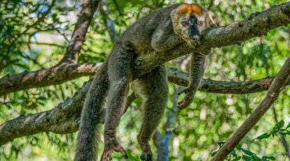 A lemur lies sprawled across a tree branch in a Madagascar forest, appearing relaxed with limbs hanging down—a perfect snapshot of unique wildlife.
