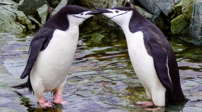 Two chinstrap penguins stand in shallow water, touching beaks in a rocky environment, showcasing the wild side of Antarctica.