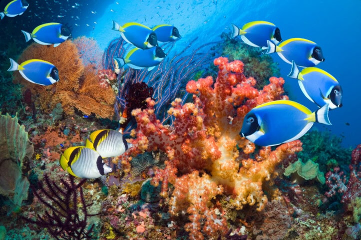 Discover the breathtaking beauty of Palau's vibrant coral reef, teeming with various types of corals and two different species of tropical fish, all swimming gracefully in the clear blue ocean—a paradise for tourism and travel enthusiasts.