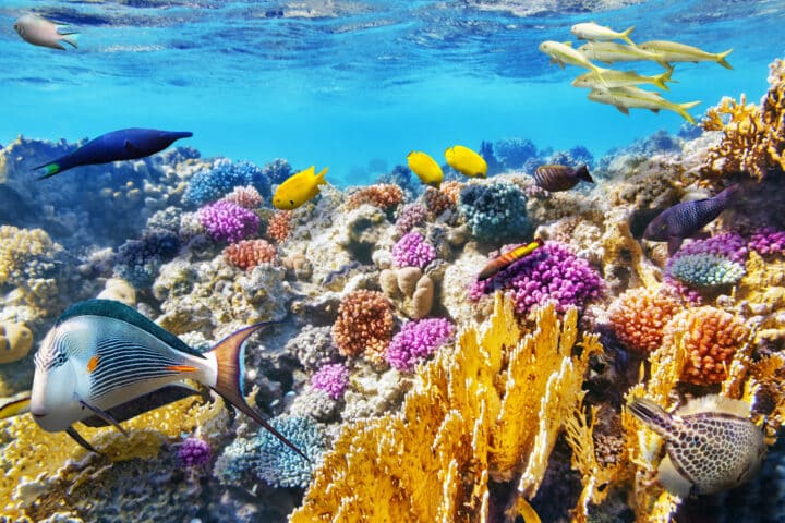A vibrant underwater scene in the South Pacific features various colorful fish swimming among bright coral reefs, reminiscent of the stunning marine life found near the Polynesian kingdom of Tonga.