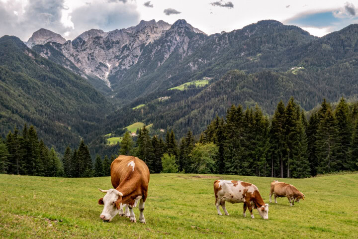 Three cows grazing on a green meadow in Slovenia, with a backdrop of tall, forested mountains and a cloudy sky.