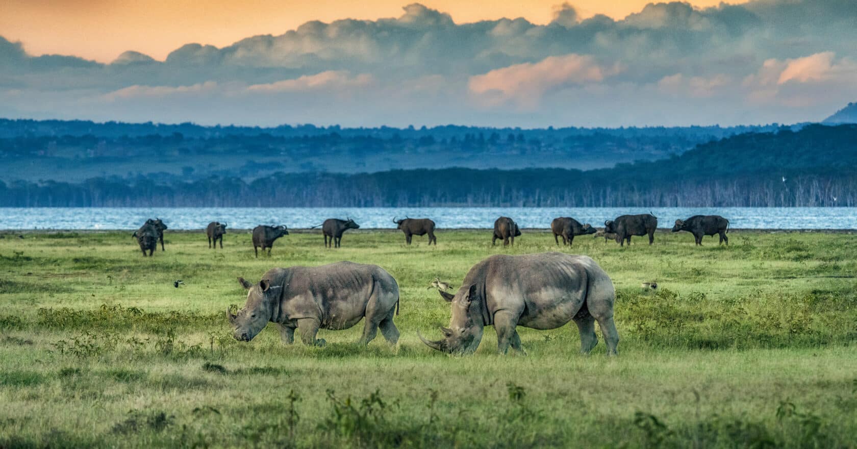 Two rhinoceroses graze on a grassy plain, while a herd of buffaloes stand heroically in the distance near a body of water with mountains and clouds in the background.