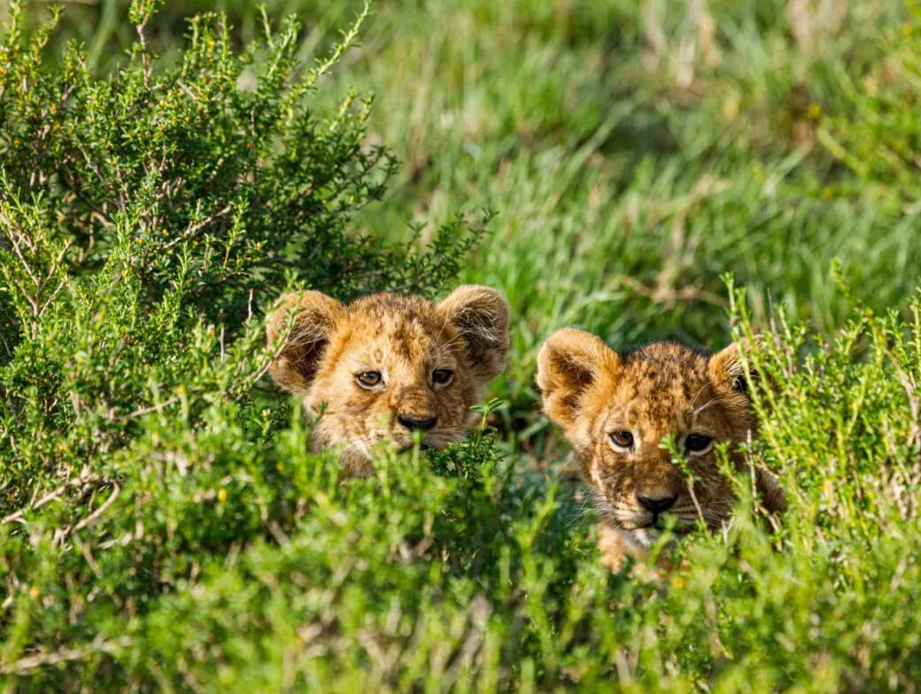 Two lion cubs are partially hidden among green bushes and tall grass, looking towards the camera—an incredible sight you might encounter on a guided tour or hike through the wild.