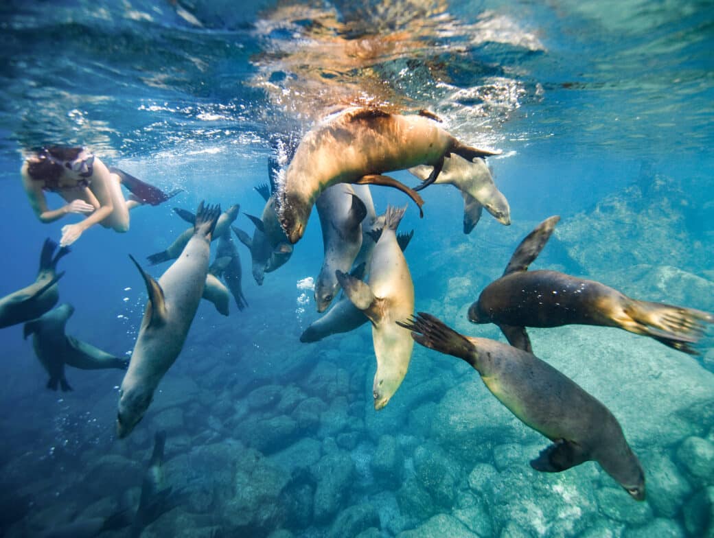 A group of sea lions swims underwater among the rocks, visible to a snorkeler observing them from a short distance. This enchanting scene can be experienced all months of the year.