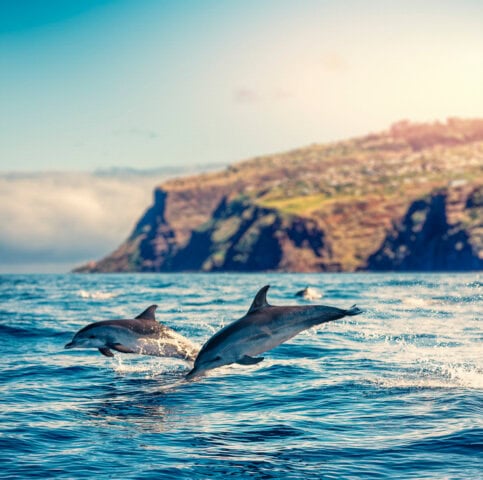 Two dolphins leaping out of the ocean water with a rocky coastline and the clear sky of Portugal in the background.