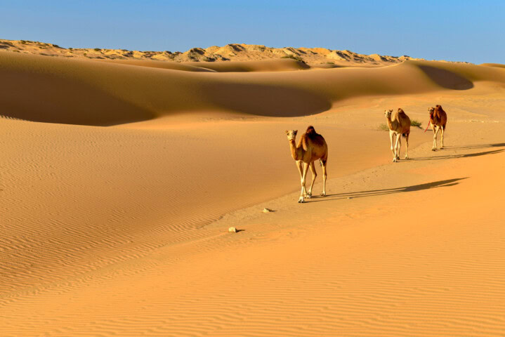 Dromedaries (Camelus dromedarius) walking in the sanddunes of Al Khaluf desert, Sharqiyah, Oman, Arabia