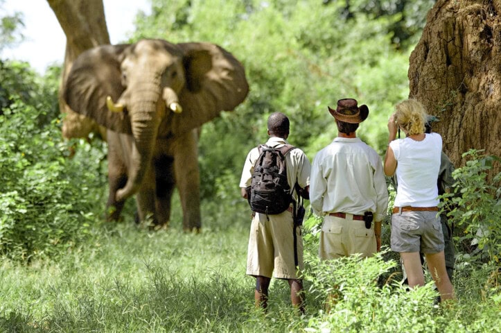 Three travelers standing near a large tree observe an elephant in a grassy, wooded area. The elephant has tusks and its ears are spread wide. The group appears to be on a safari or nature tour.