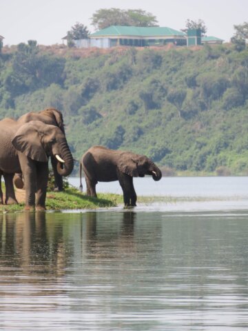 Three elephants, like patient guides, stand at the edge of a river in a lush, green landscape, with buildings on a hill in the background.