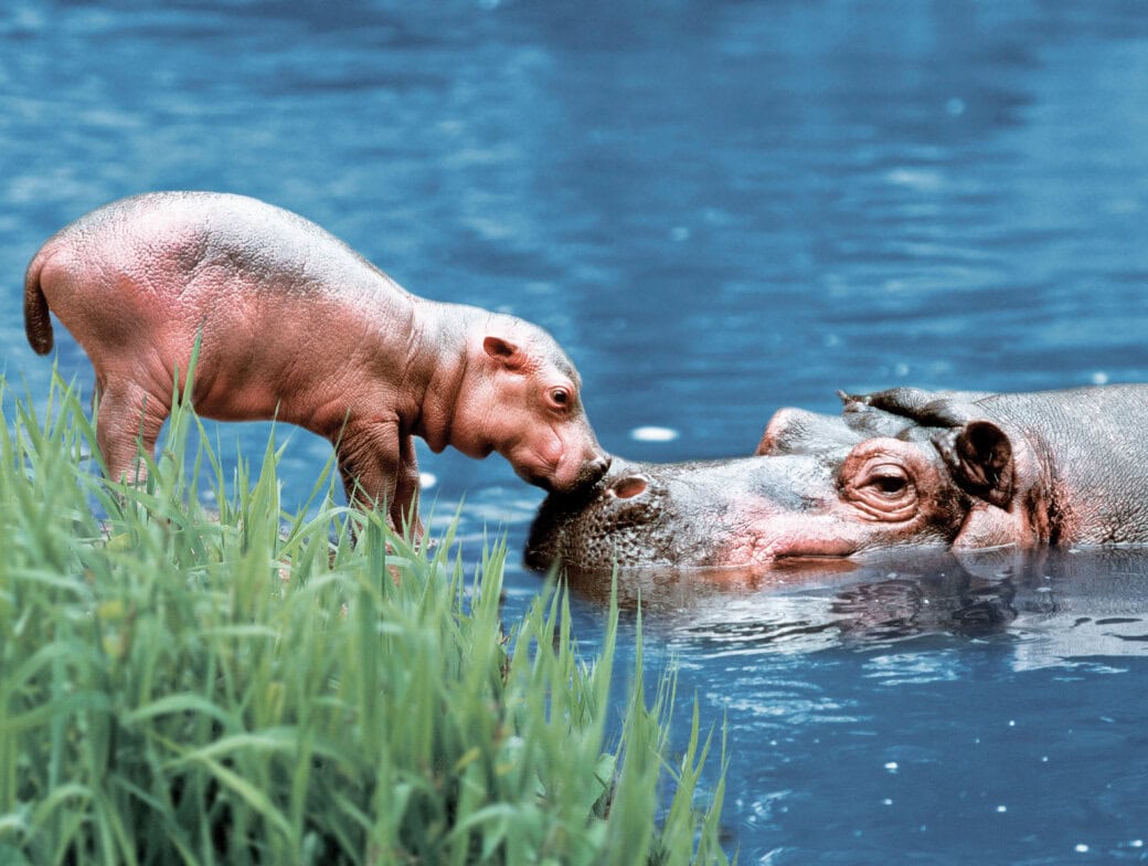 A baby hippopotamus stands on the grassy riverbank, touching noses with an adult hippo partially submerged in the blue water—an adorable sight you might witness on a river tour or wildlife trip.