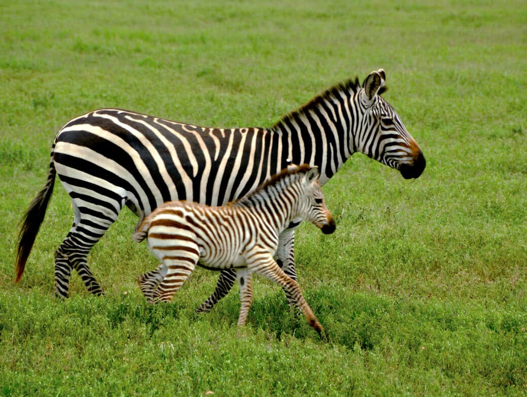 An adult zebra and a foal with black and white stripes walk side by side in a green grassy field, creating a picturesque scene that could be appreciated through all months.