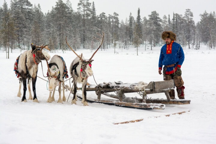 A person dressed in traditional winter clothing stands next to a sled pulled by three reindeer amidst a snowy forest landscape in Finland.
