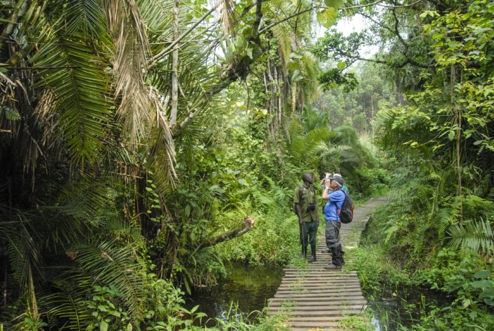 Two travelers stand on a wooden pathway in a dense, lush jungle. One person is taking a photo while the other observes the surroundings, capturing the essence of their adventurous tour.