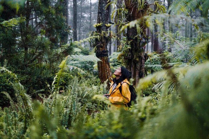 A person in a yellow rain jacket stands in a dense Malaysian forest, gazing up at the towering trees and lush foliage that envelop them.