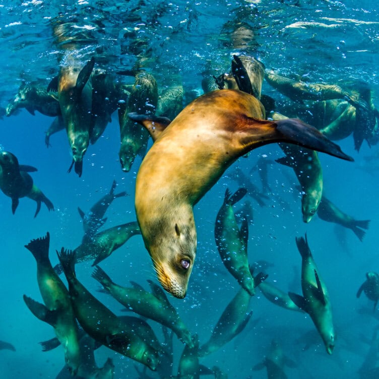 A group of sea lions swims underwater, with one sea lion in the foreground and many others in the background—capturing moments not to miss for anyone exploring marine life in 2026.